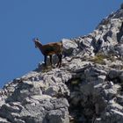 Kletterkünstler ohne Gleichen.Da wird bestimmt auch der Herr Messner neidisch.