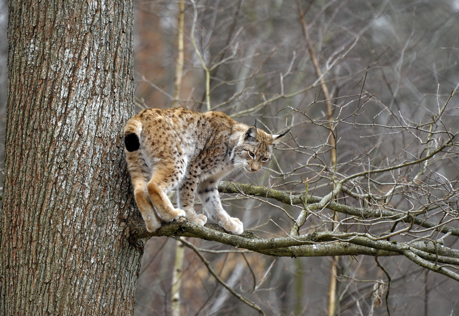 Kletterluchs