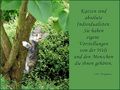 Katzen - Karten