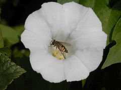 Klettermaxe - Gemeine Sumpfschwebfliege in Zaunwindenblüte