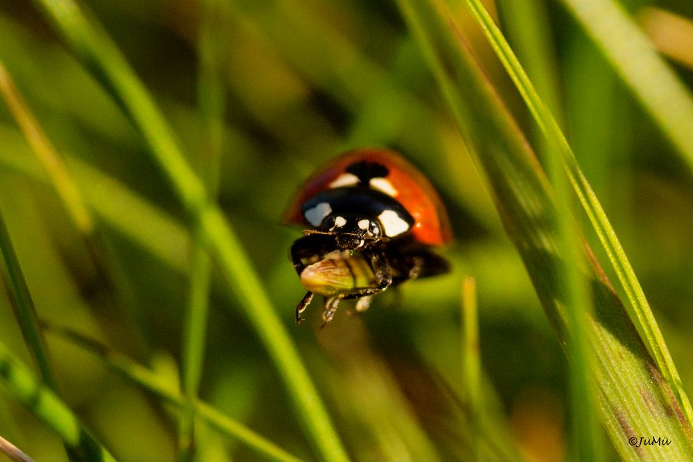 Klettermaxe_2 Foto & Bild tiere, wildlife, insekten Bilder auf