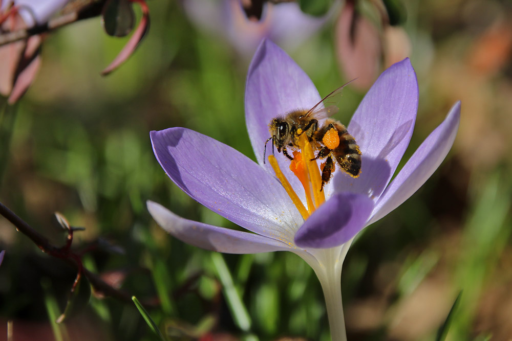 klettern am Blütenstempel