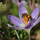 klettern am Blütenstempel