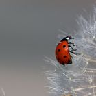 Klettern auf Pusteblume