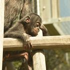 Klettern ist gar nicht so leicht! Auch für einen kleinen Bonobo nicht!