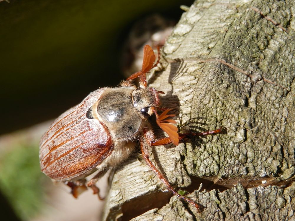 Klettern statt Fliegen - ein Maikäfer auf Partnerschau