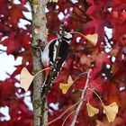 Klettern zwischen den herbstlichen Blättern 