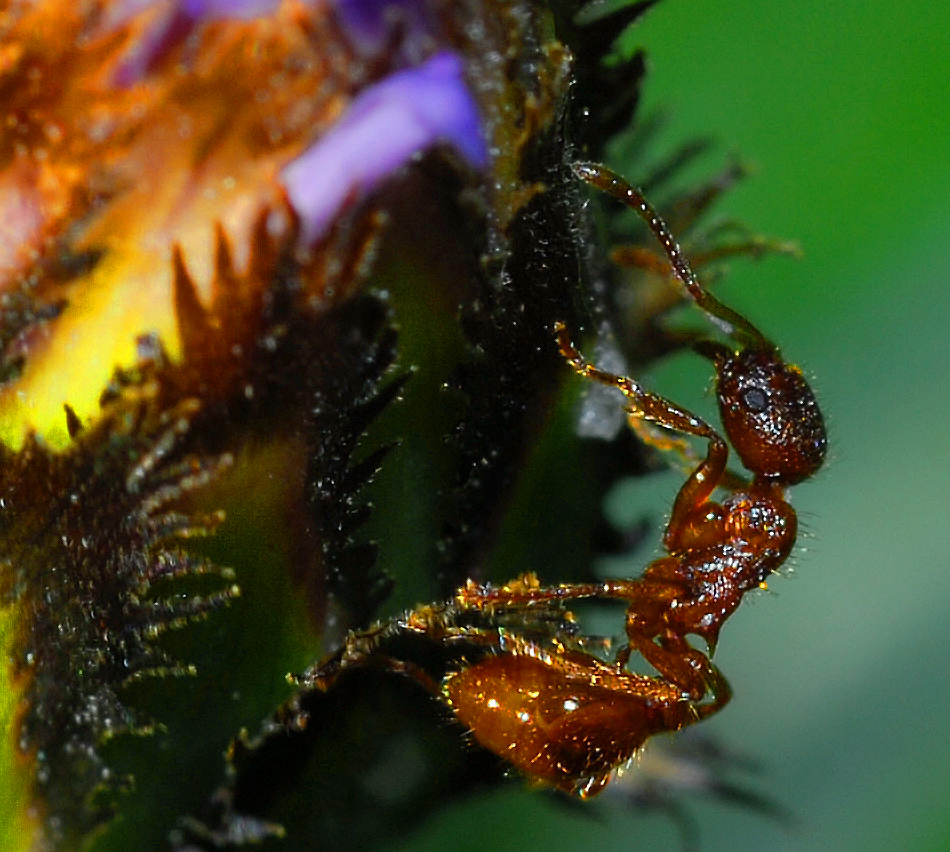 kletternde Ameise an Kornblumenblüte