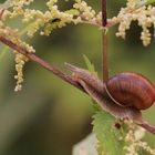 Kletternde Schnecke