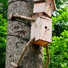 Kletternde Vogelhäuschen 