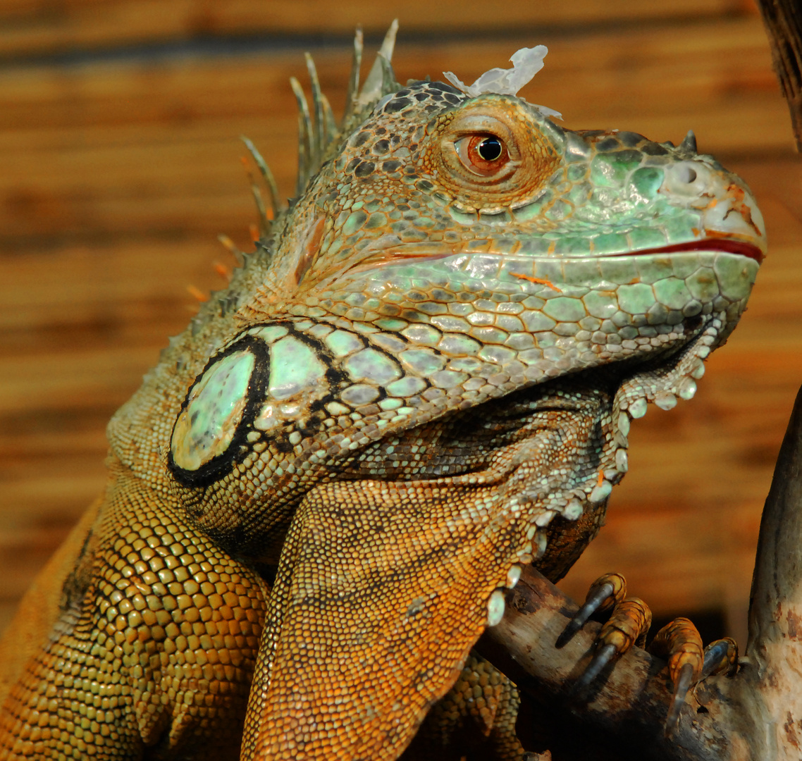 kletternder grüner Leguan (Iguana iguane)