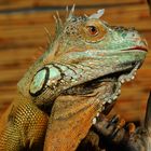 kletternder grüner Leguan (Iguana iguane)