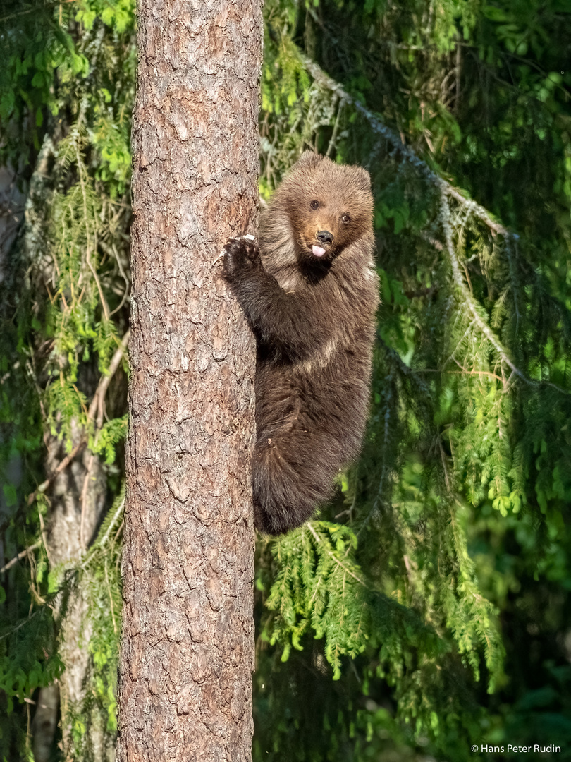 Kletternder Jungbär