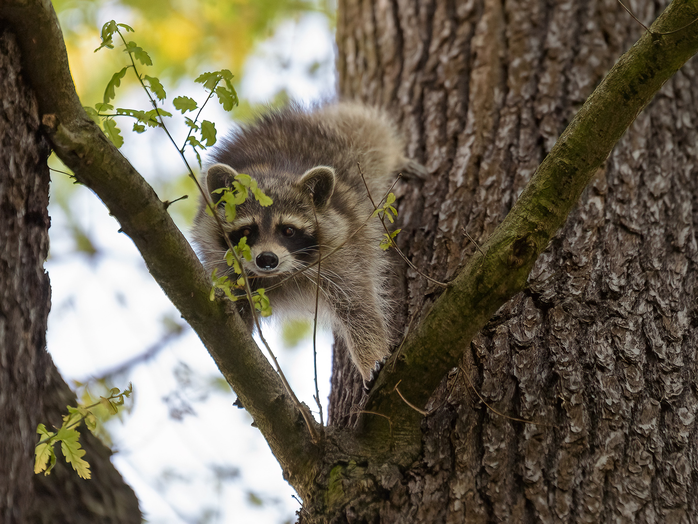 Kletternder Waschbär