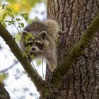 Kletternder Waschbär