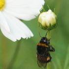 Kletterpartie ... Hummel auf einer Cosmea