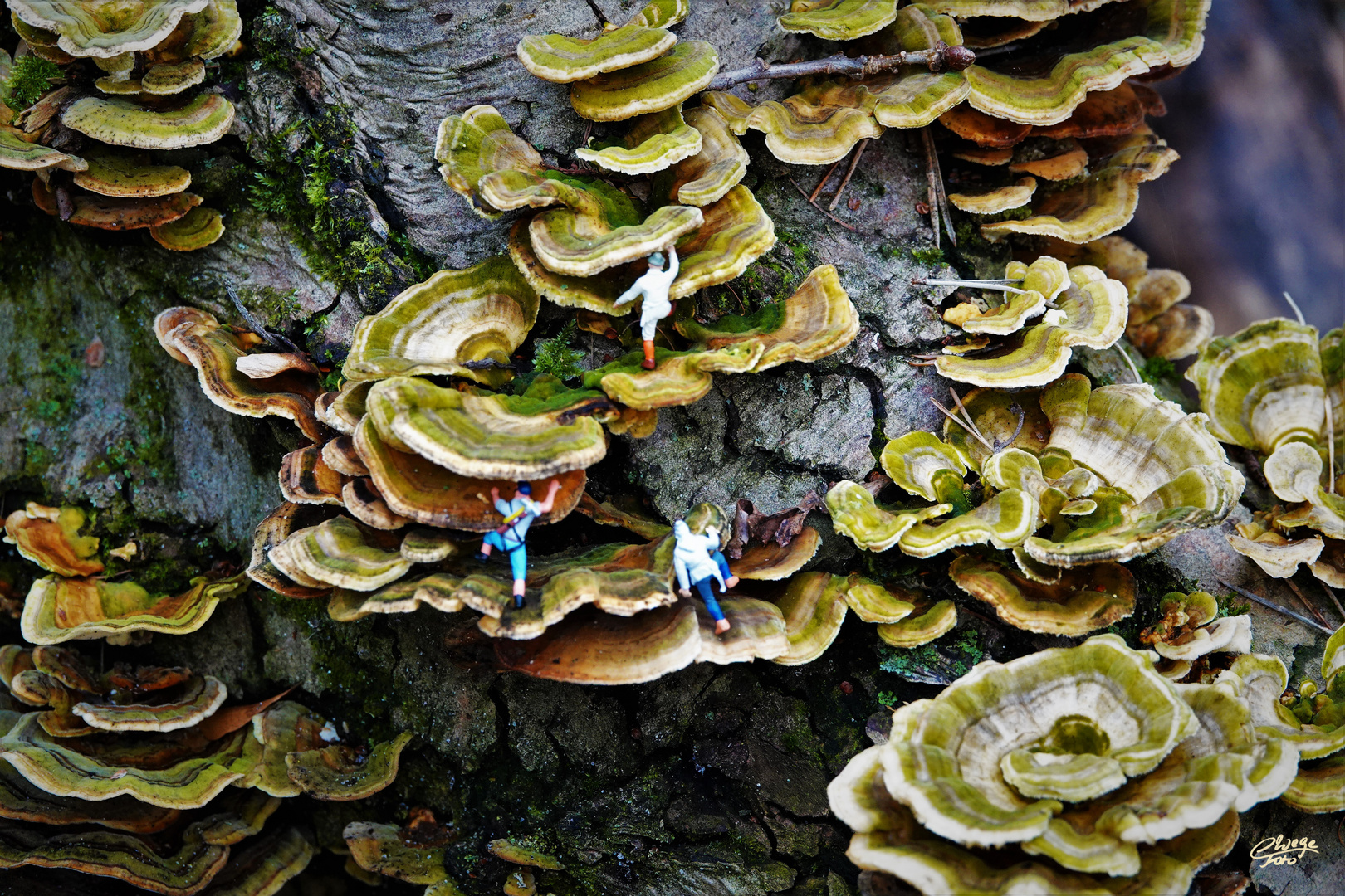 Kletterpartie im Grunewald 1