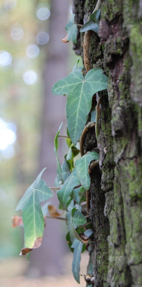 Kletterpflanze an Baum