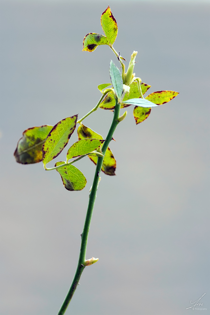 Kletterrose aktuell