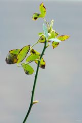 Kletterrose aktuell