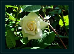 Kletterrose Blanche Colombe