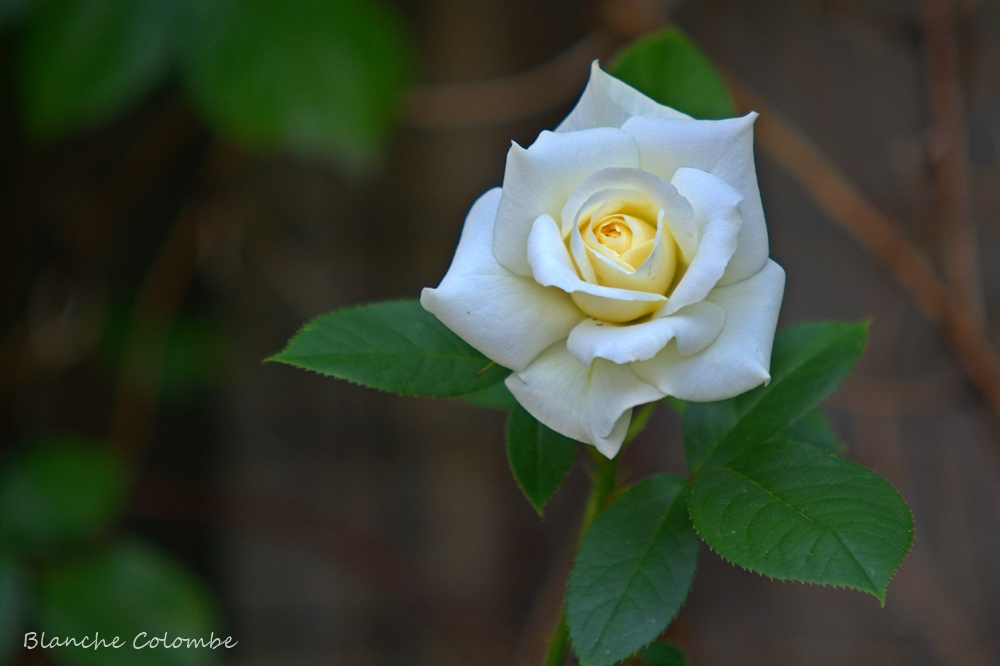 Kletterrose Blanche Colombe