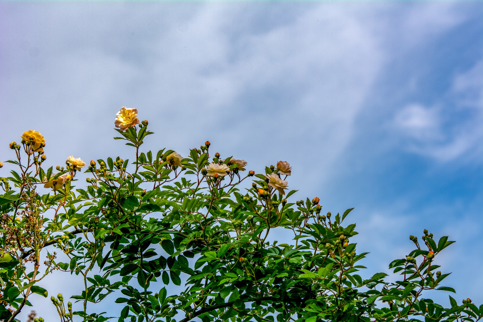 Kletterrose -Ghislaine de Feligonde