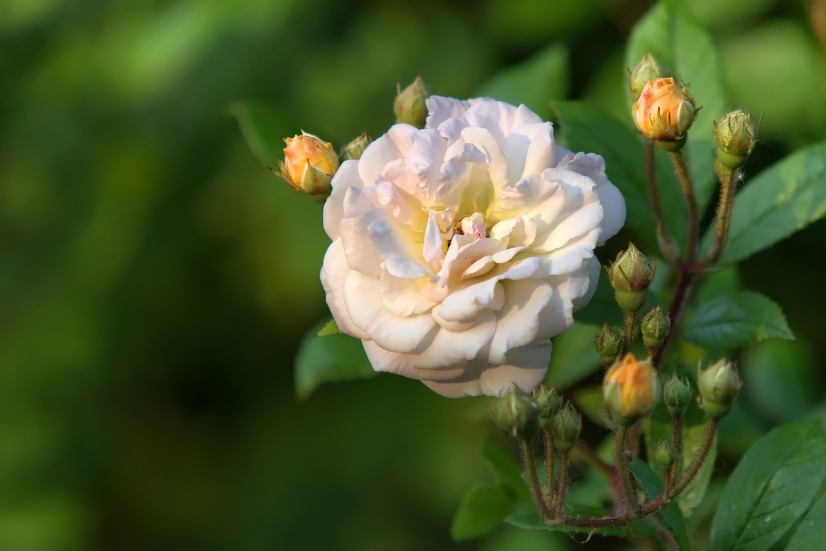 Kletterrose Ghislaine de Féligonde