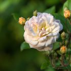 Kletterrose Ghislaine de Féligonde