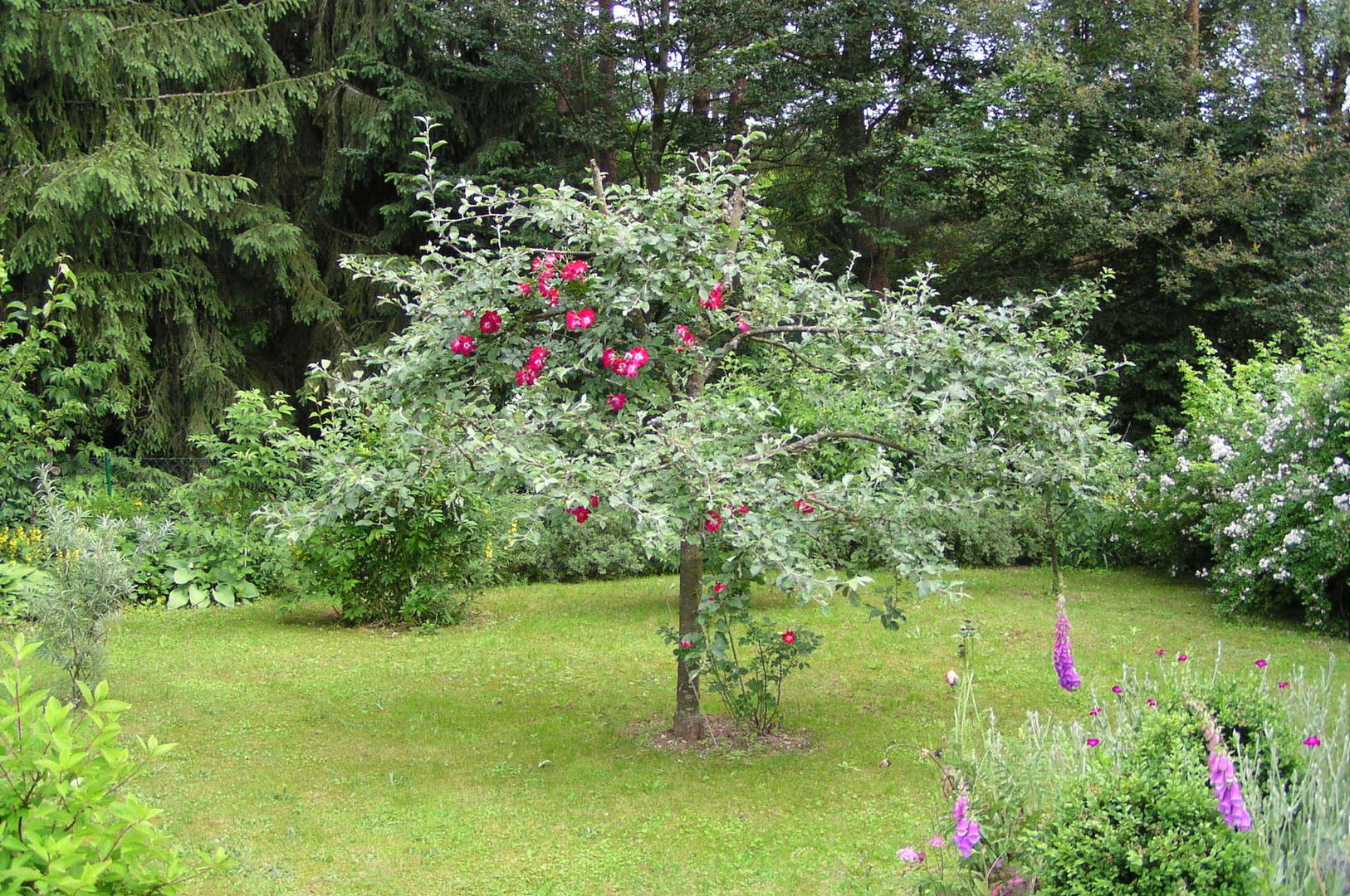 Kletterrose im Apfelbaum