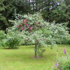 Kletterrose im Apfelbaum