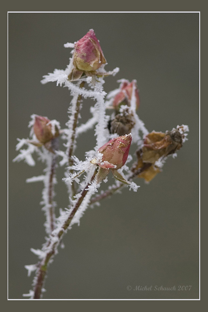 Kletterrose im Dezember