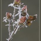 Kletterrose im Dezember