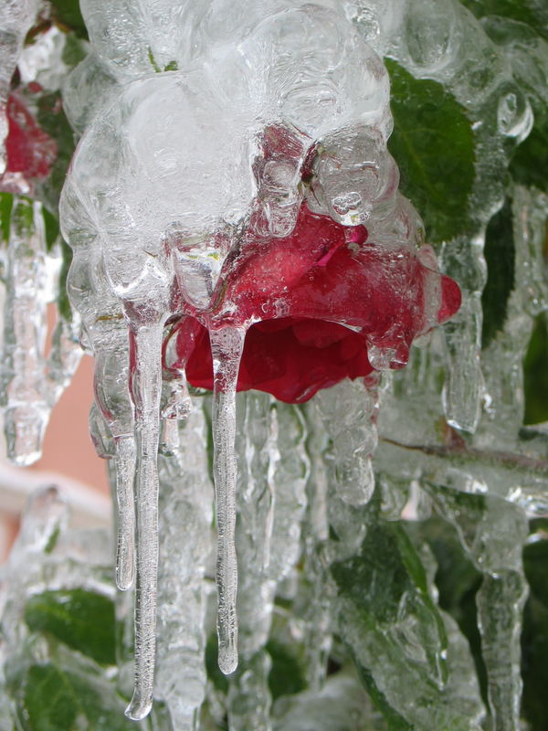 Kletterrose im Eismantel einige Tage später