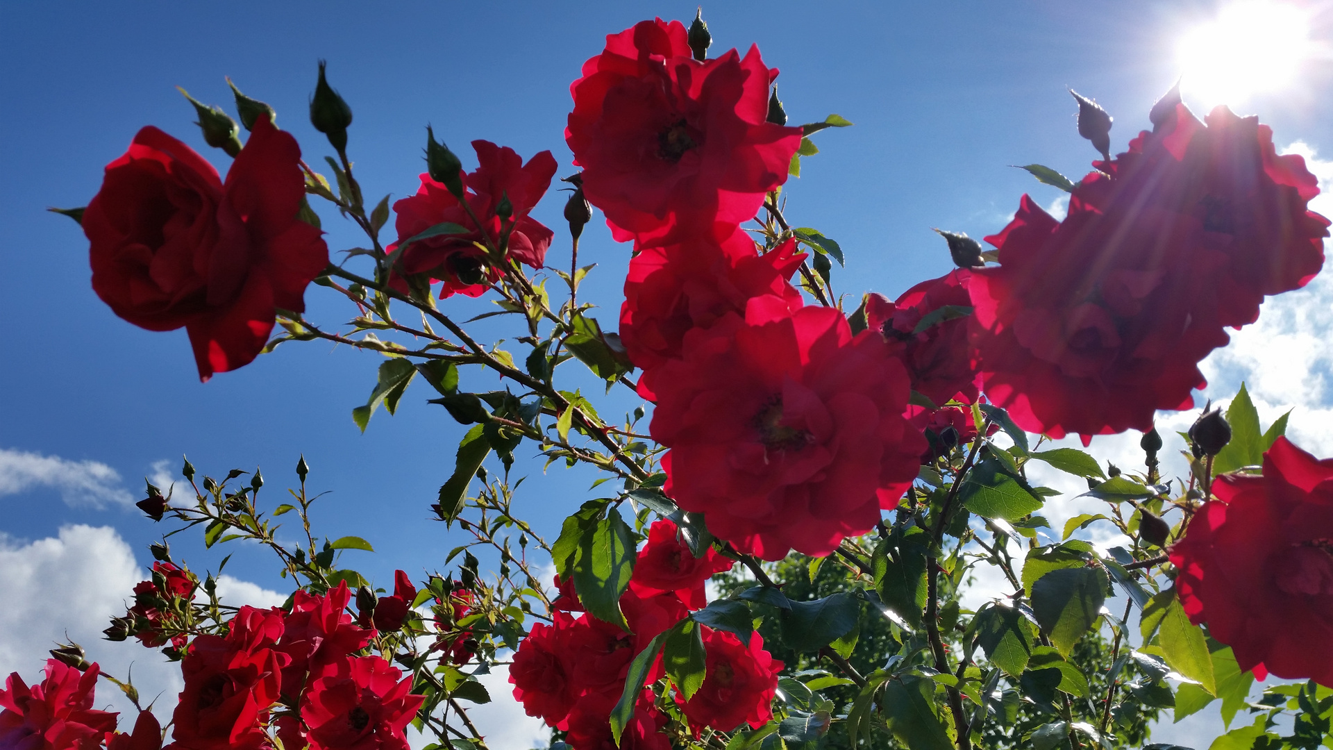 Kletterrose im Gegenlicht