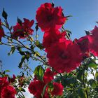 Kletterrose im Gegenlicht