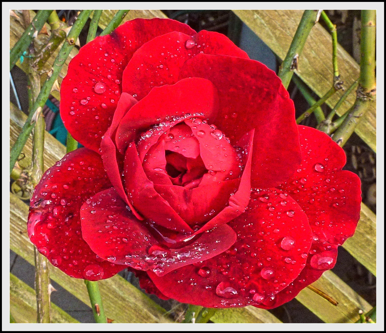 -Kletterrose im Regen-