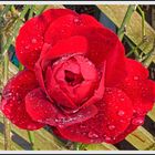 -Kletterrose im Regen-