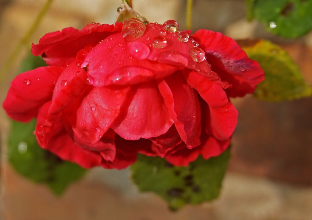 Kletterrose im Tropfenschmuck