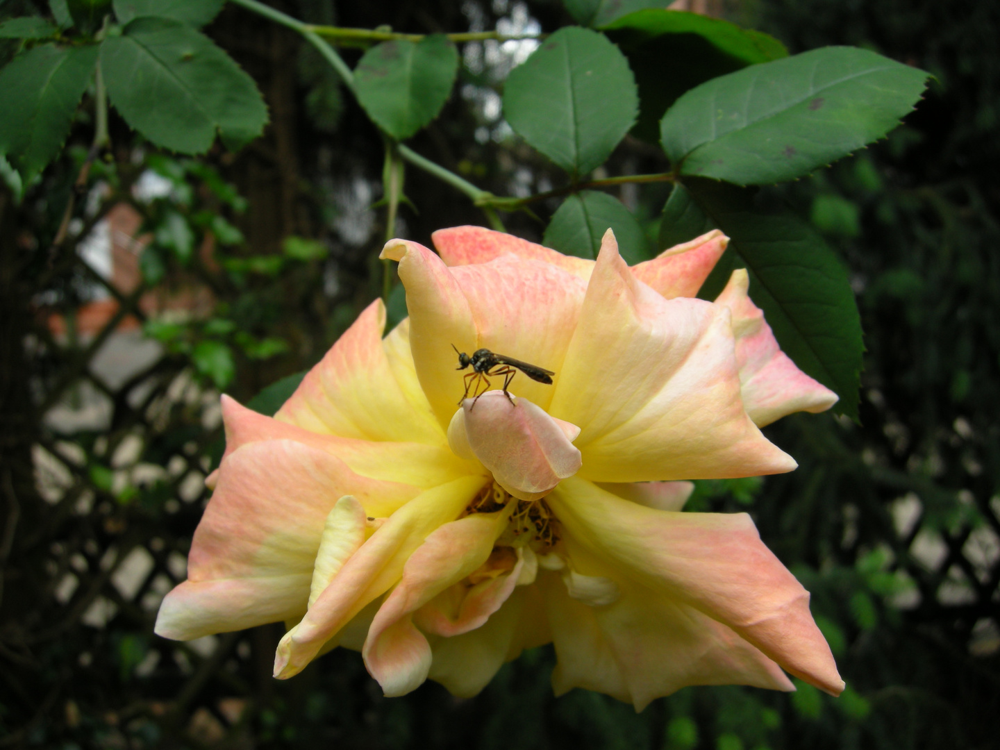 Kletterrose mit Fleischbeilage