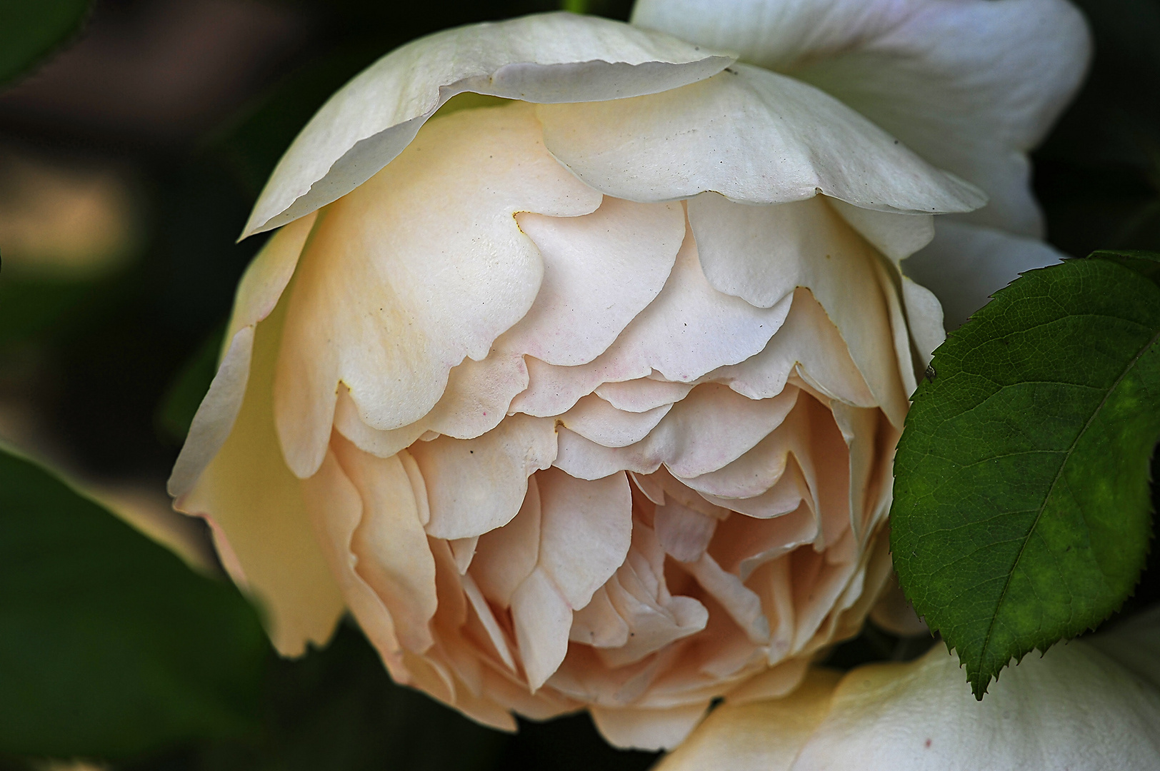 Kletterrose mit gefüllter Blüte