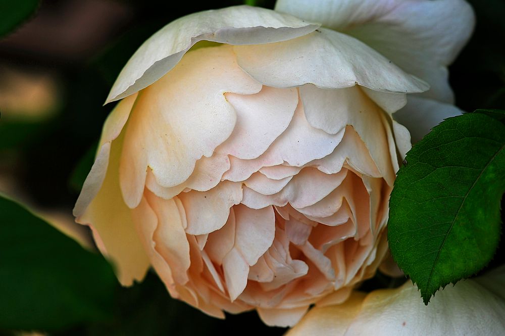 Kletterrose mit gefüllter Blüte