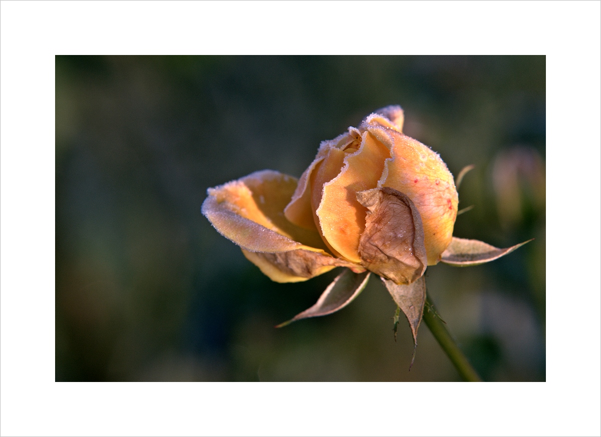 Kletterrose nach dem ersten Frost