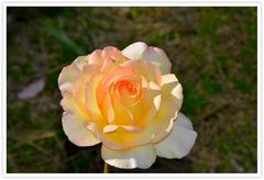 Kletterrose 'Parure d'or