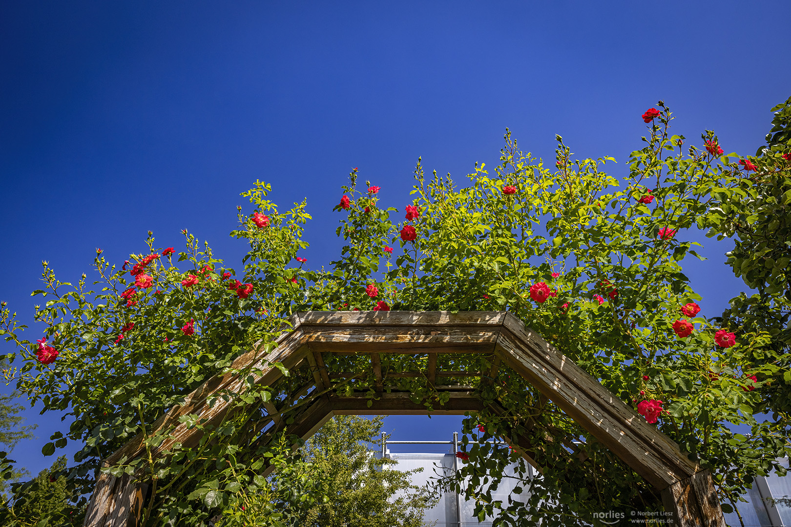 Kletterrosen auf Holzgitter