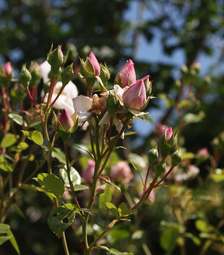 Kletterrosenblüten