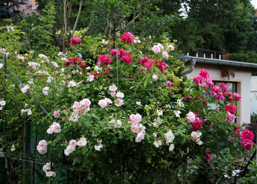 KLetterrosensträucher in meinem Garten