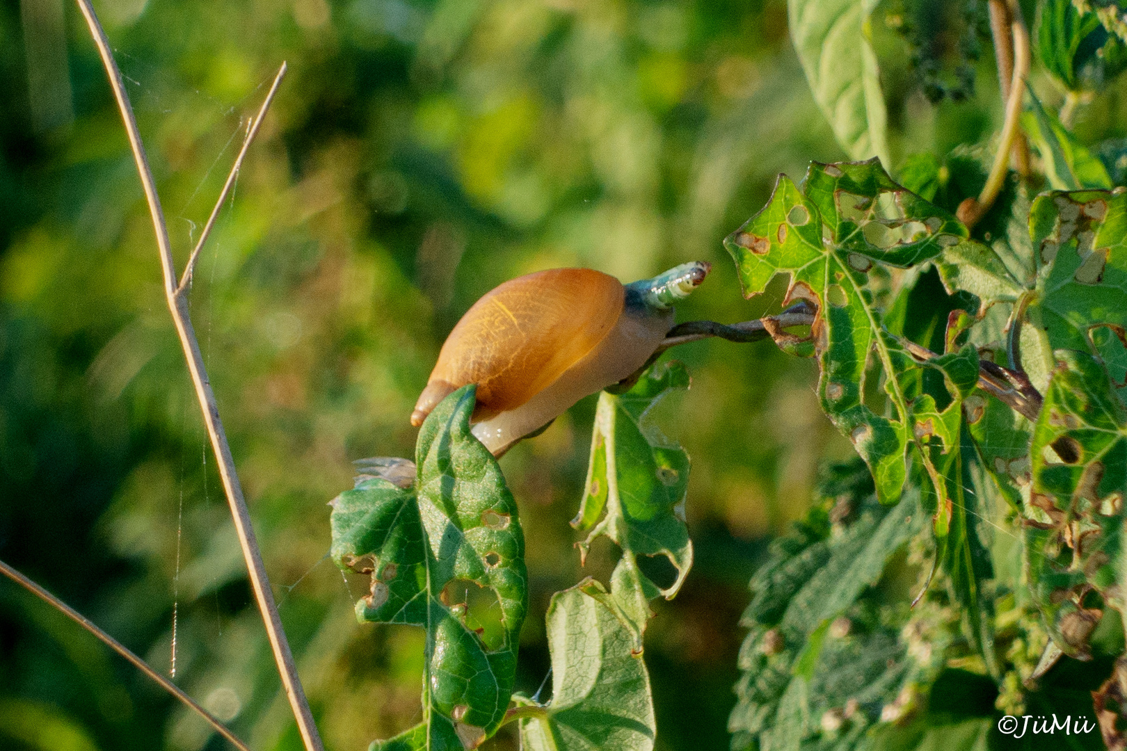 Kletterschnecke