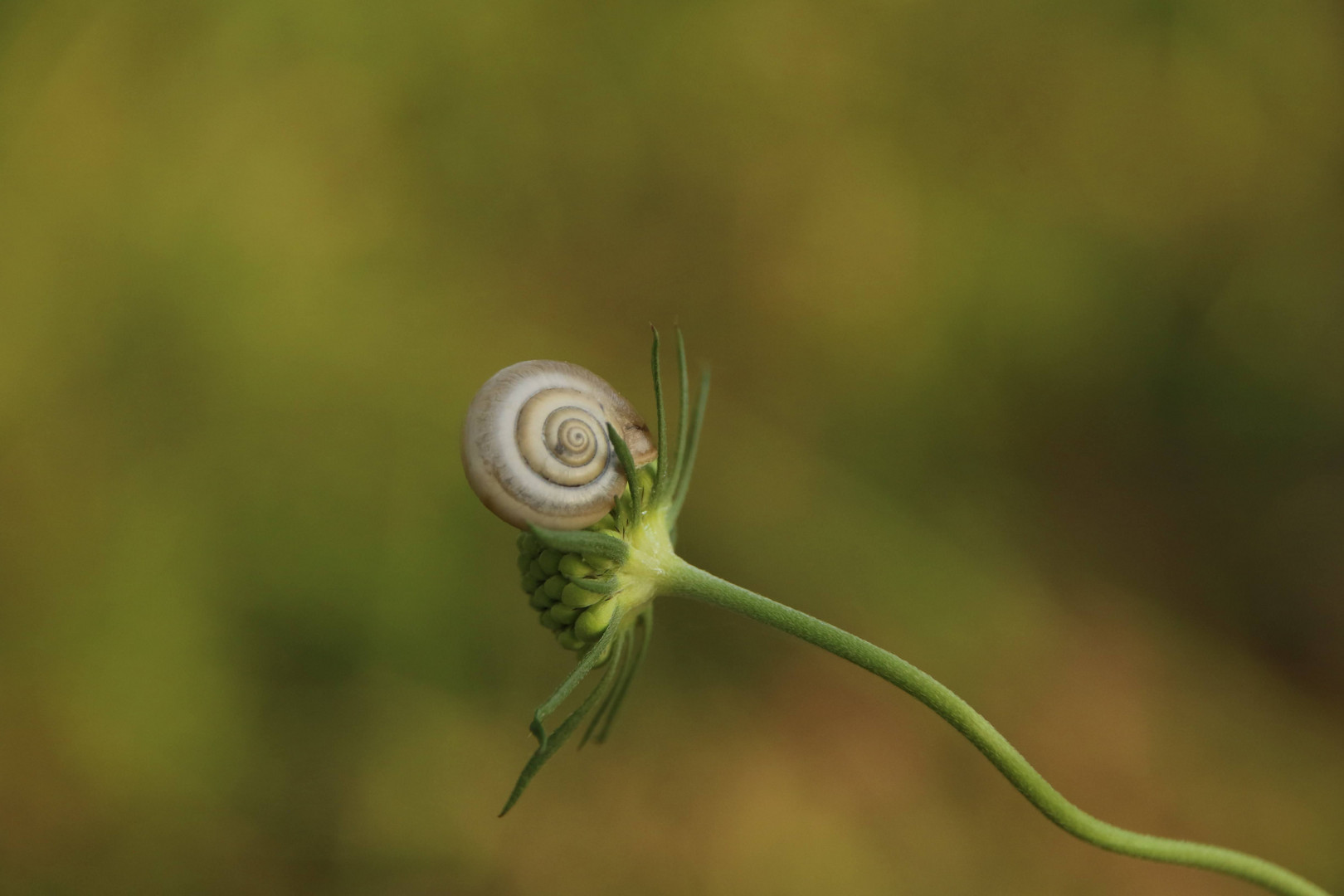 Kletterschnecke 2