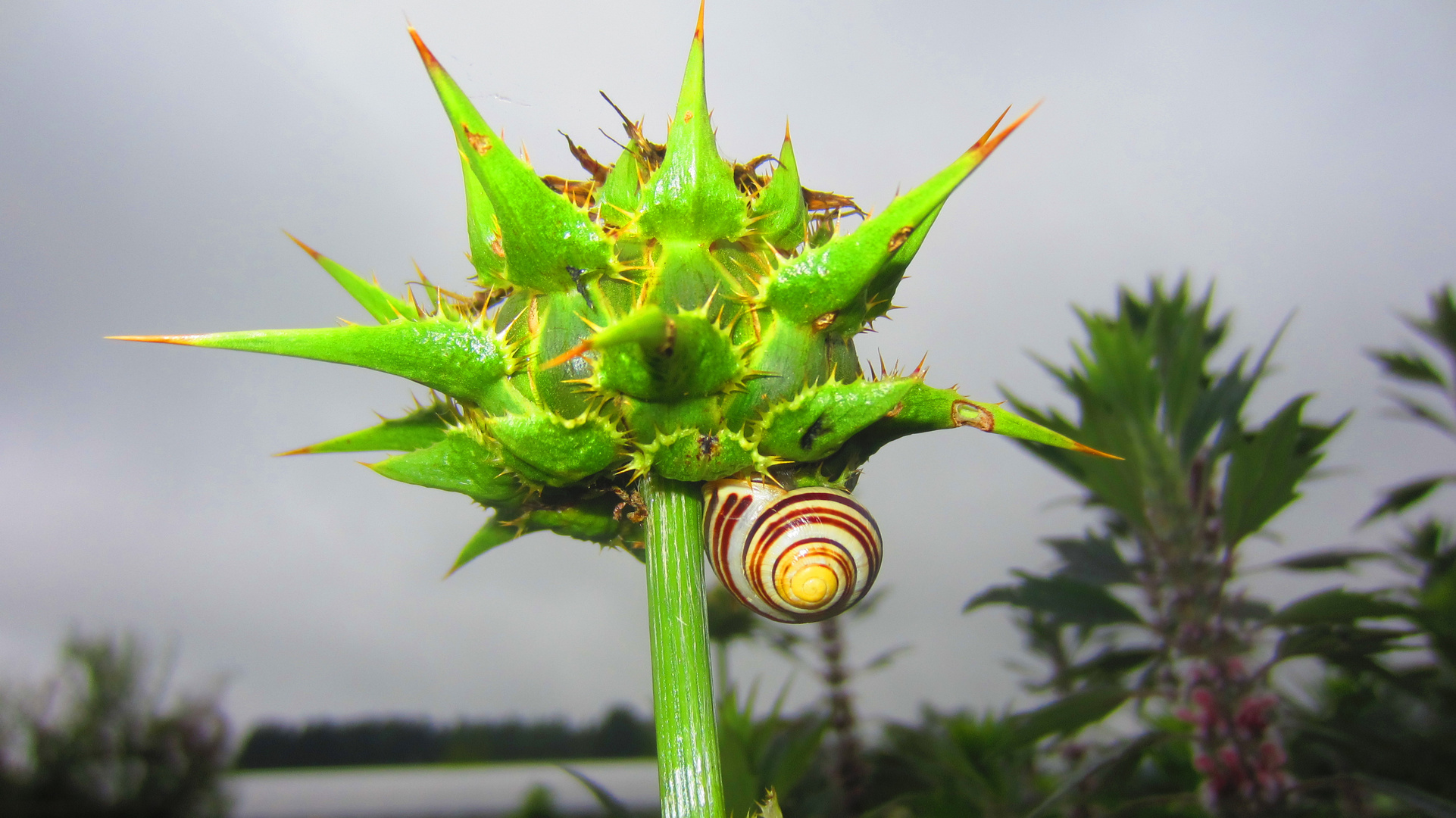 Kletterschnecke